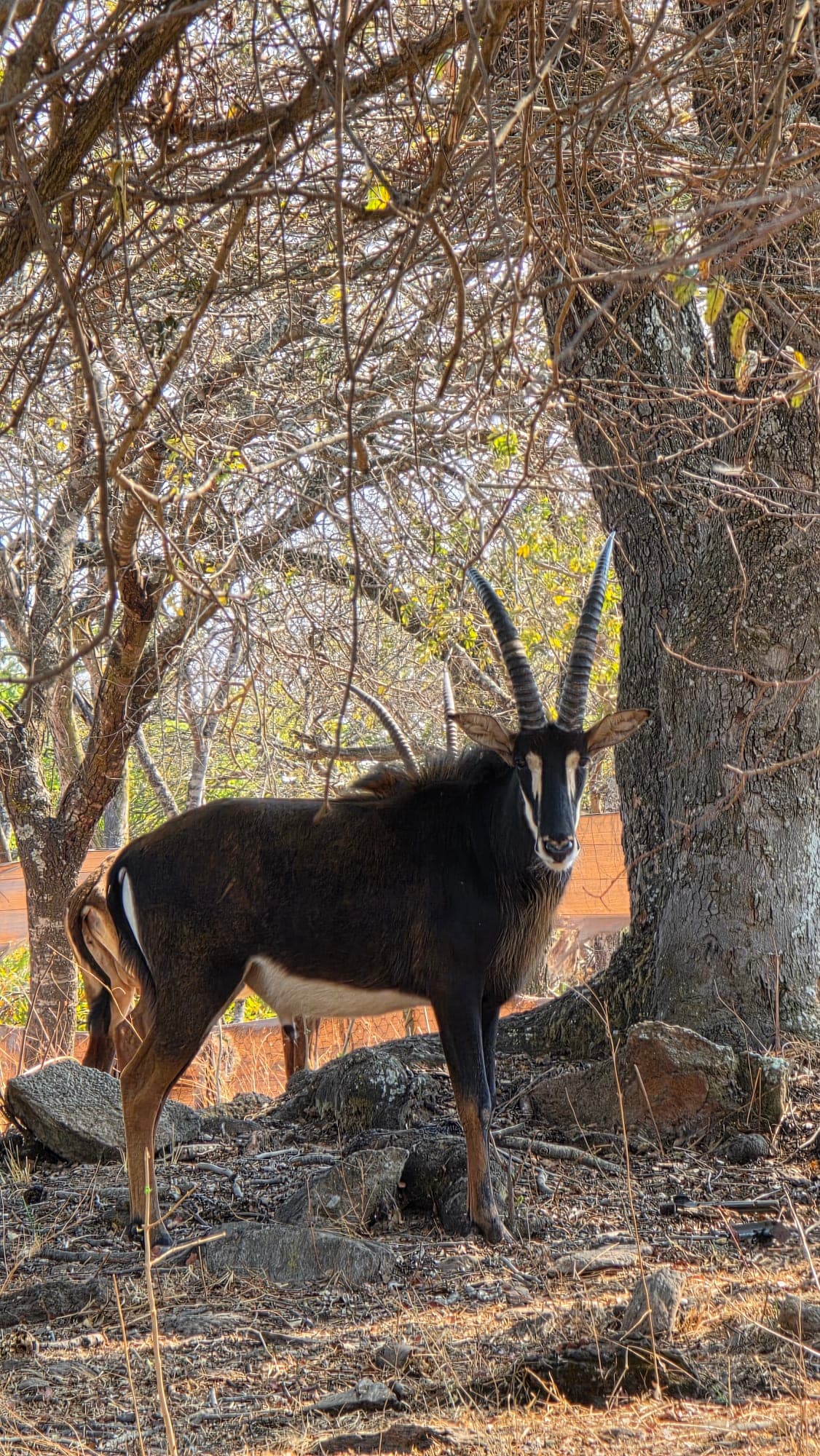 Sable Bull - Trophy